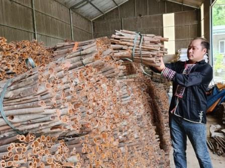 Nông dân Bắc Hà nâng cao giá trị cây quế nhờ canh tác hữu cơ